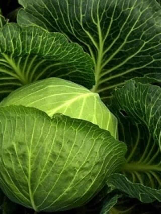 cropped-cabbage-3722498_640.jpg