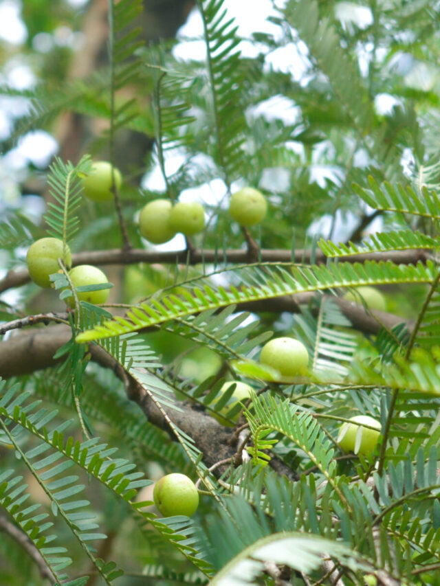 6 Reasons to Eat Amla Every Day