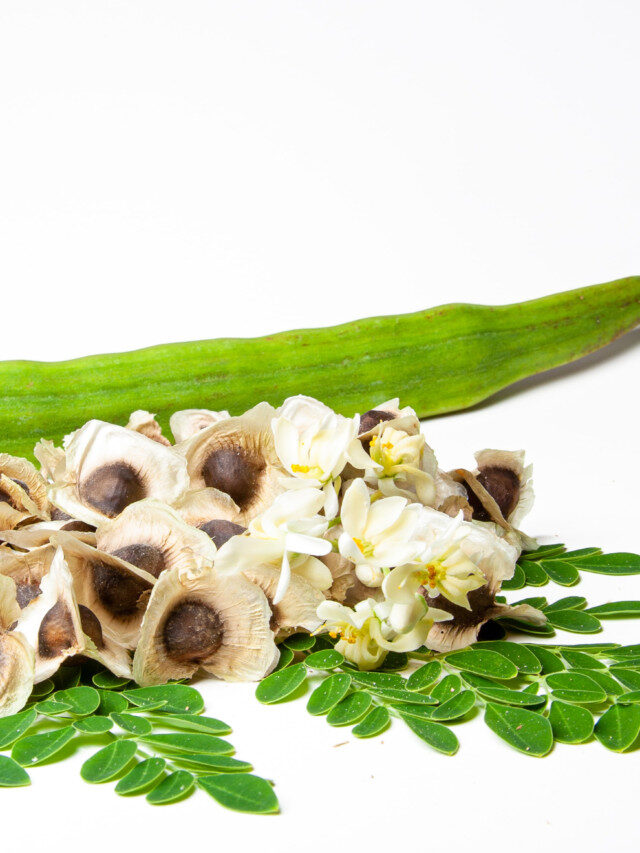 7 Mindblowing health benefits of eating Moringa